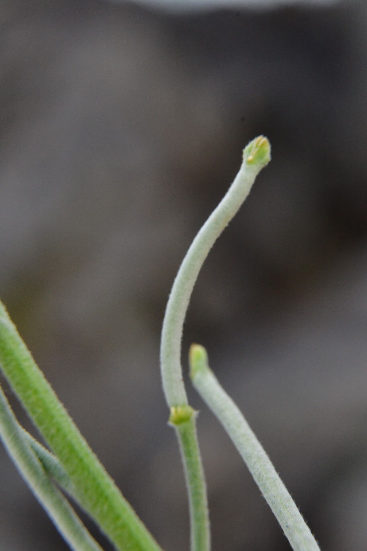 Matthiola maderensis fruit