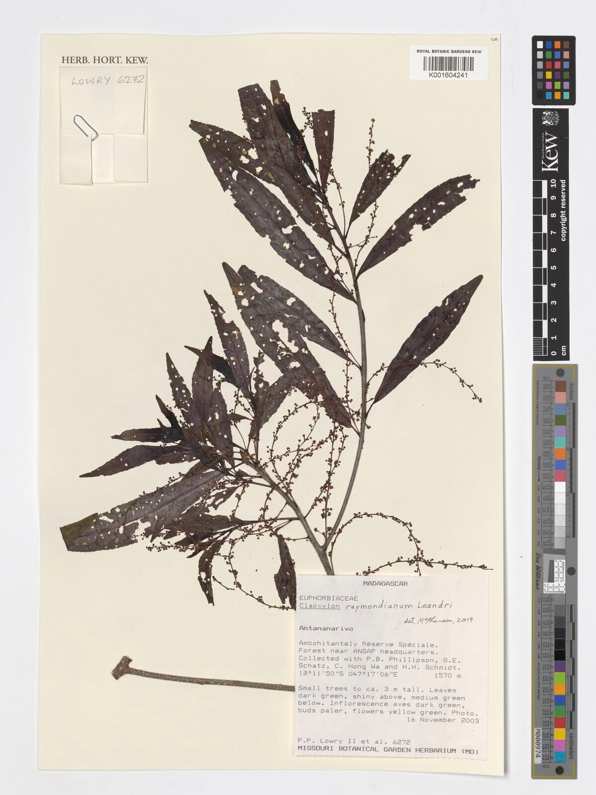 Claoxylon raymondianum — houseplant care guide