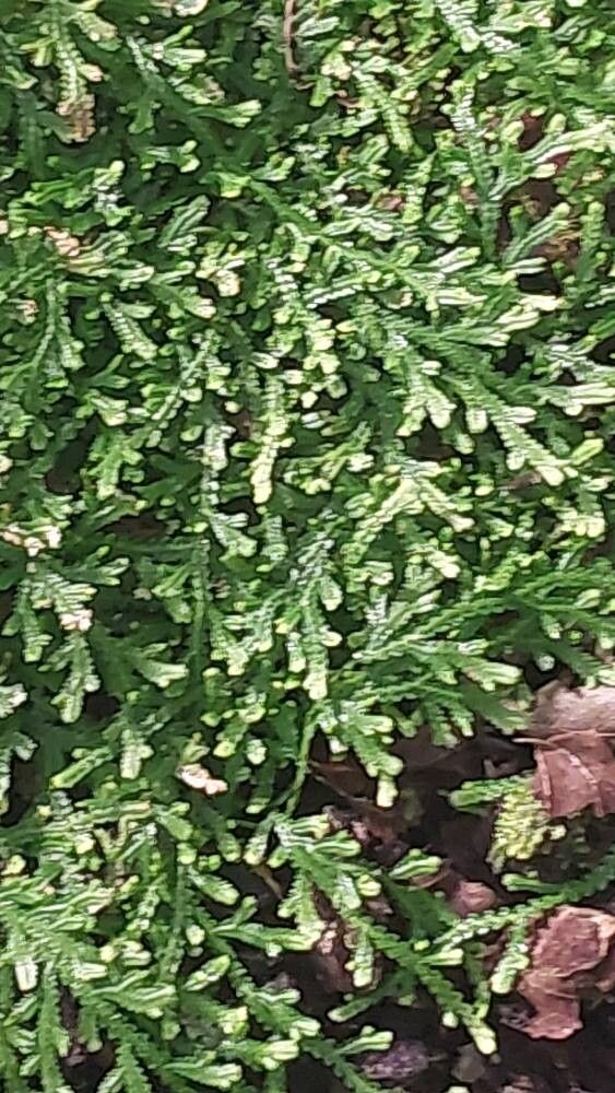 Aglaomorpha heraclea — related species from the same genus