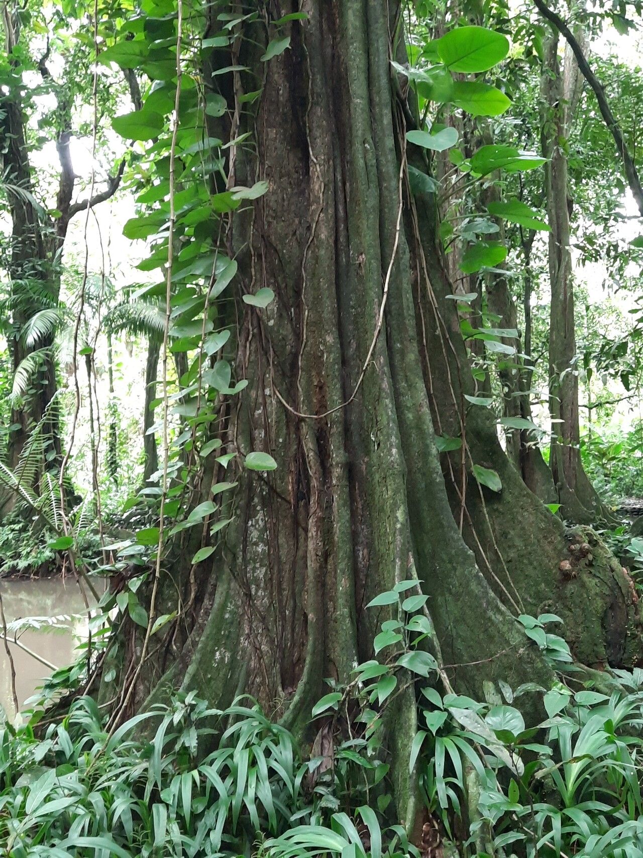 Inocarpus fagifer bark