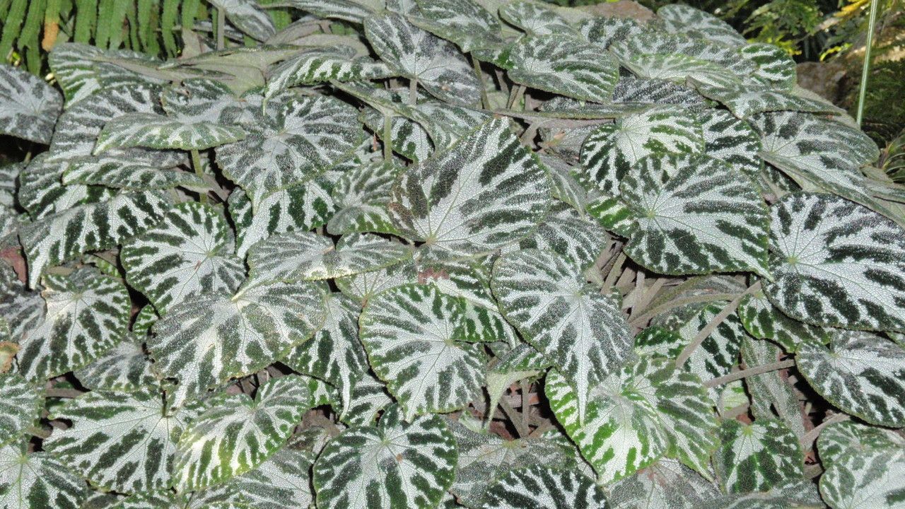 Begonia pustulata — houseplant care guide