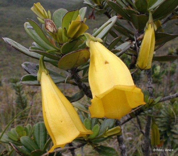 Thiollierea pachyphylla — houseplant care guide