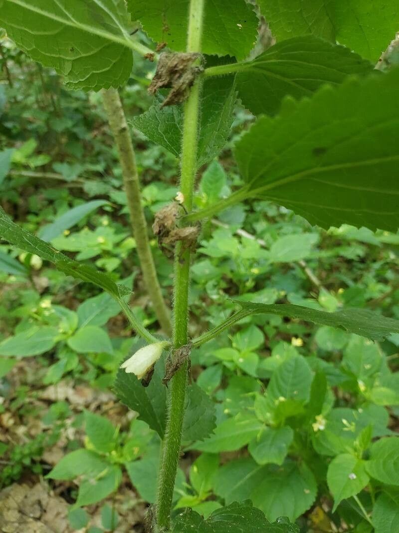 Melittis melissophyllum fruit