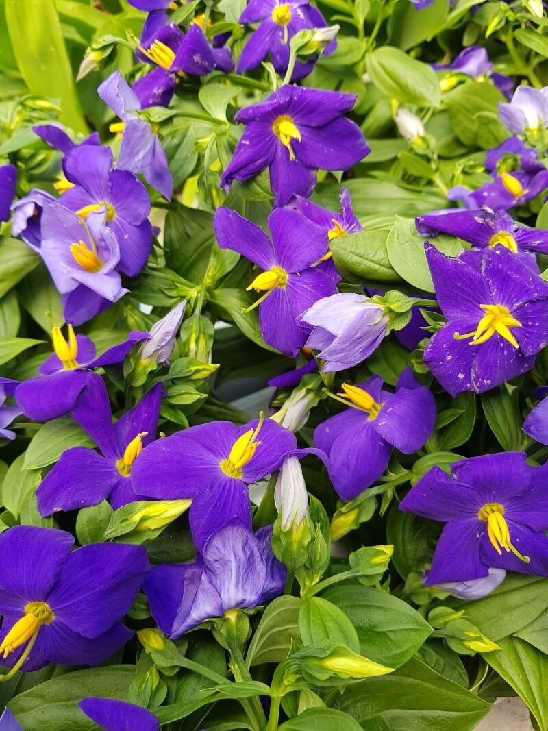 Exacum trinervium flower