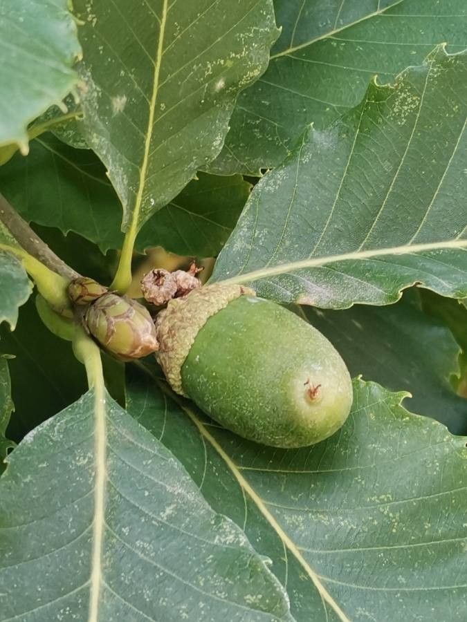 Quercus aliena fruit