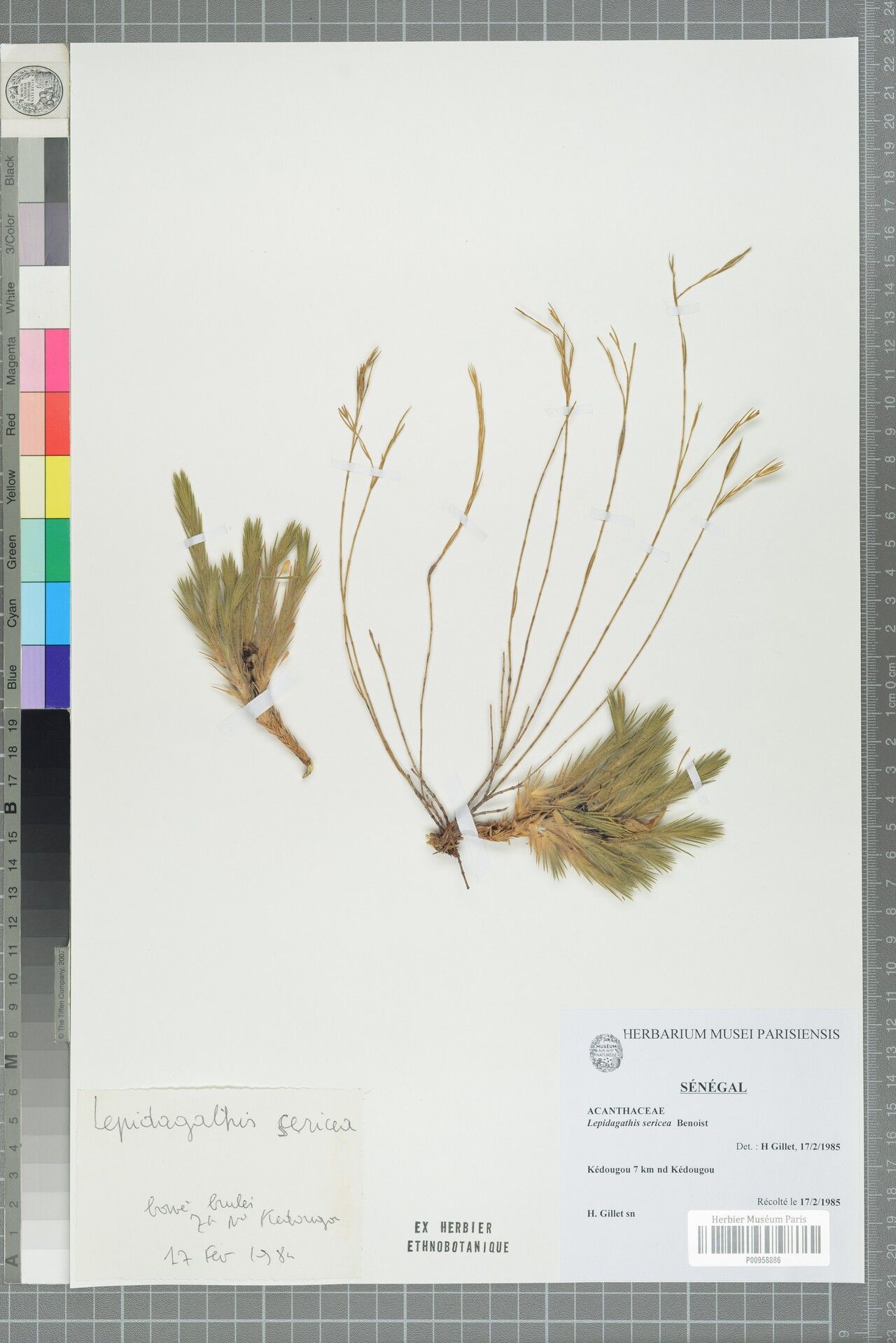 Lepidagathis sericea — houseplant care guide