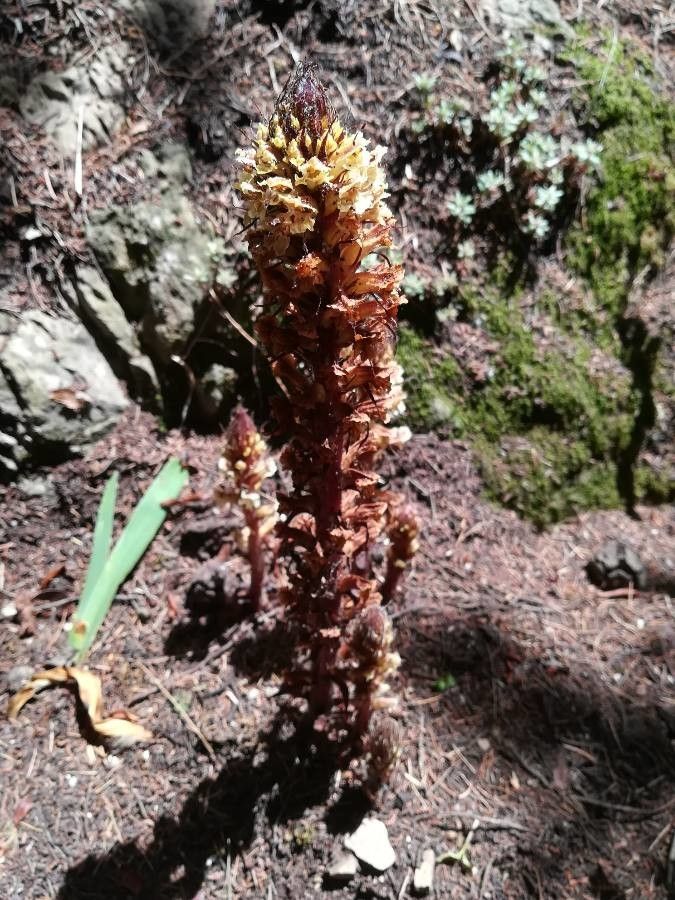 Conopholis alpina leaf
