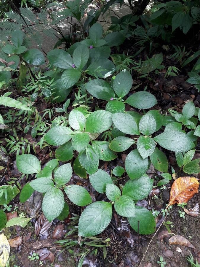 Nautilocalyx melittifolius habit