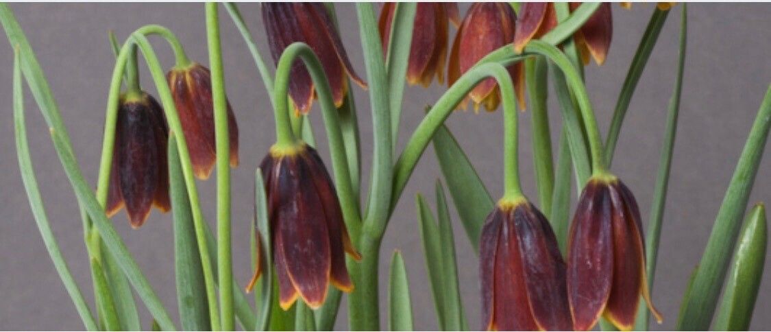 Fritillaria drenovskii — search result for 'Fritillaria'