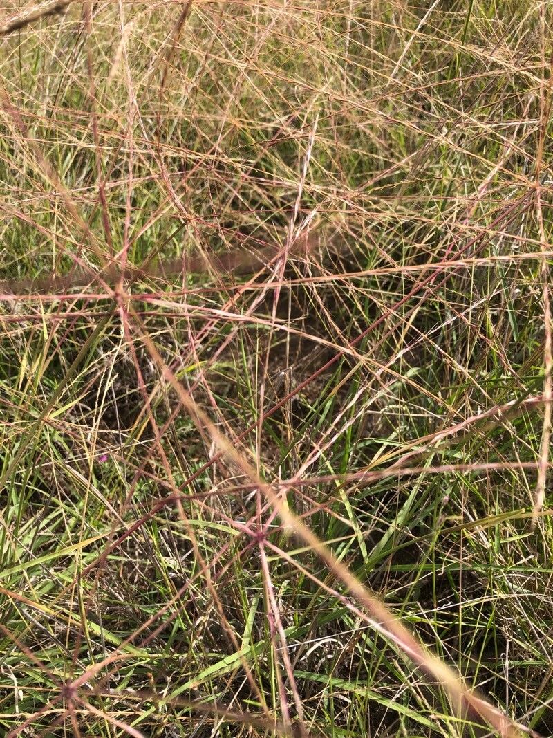 Chloris truncata flower