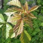 Rubus spectabilis