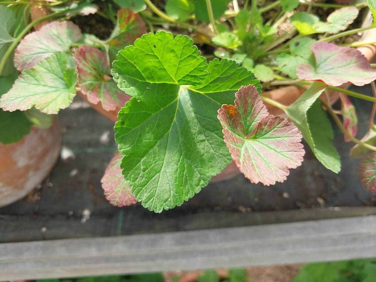 Pelargonium madagascariense leaf