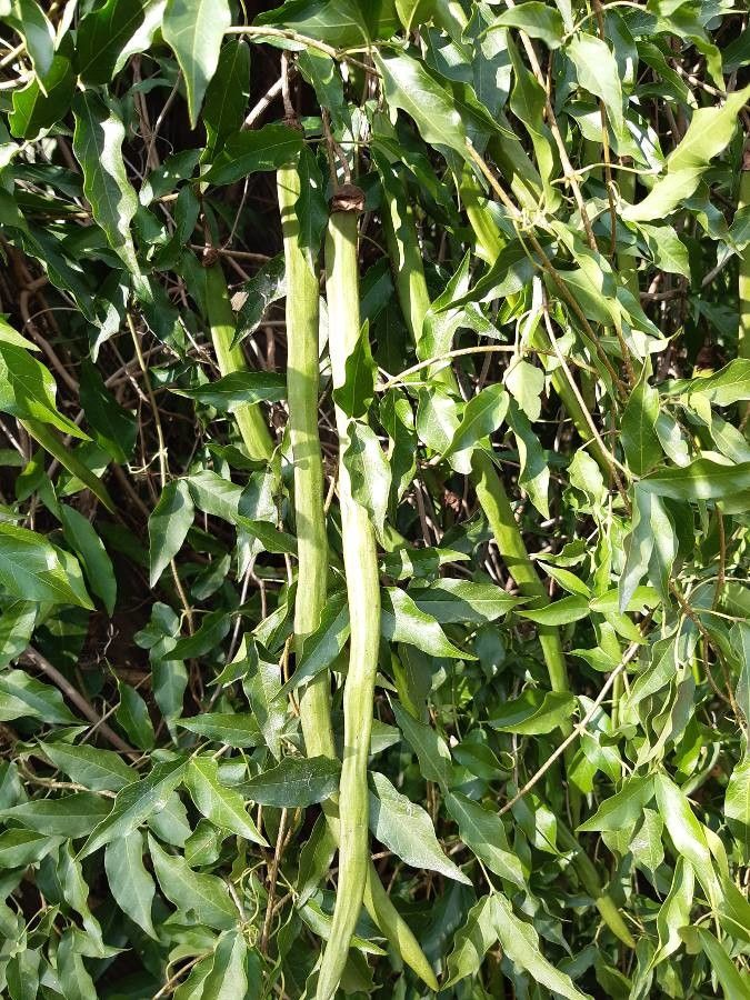 Dolichandra unguis-cati fruit