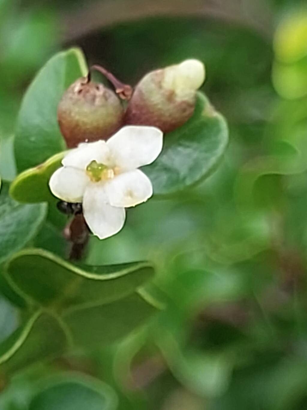 Leptolaena pauciflora flower