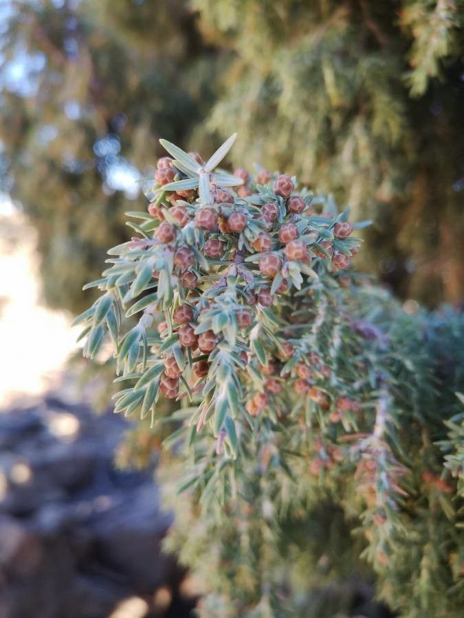 Juniperus cedrus flower