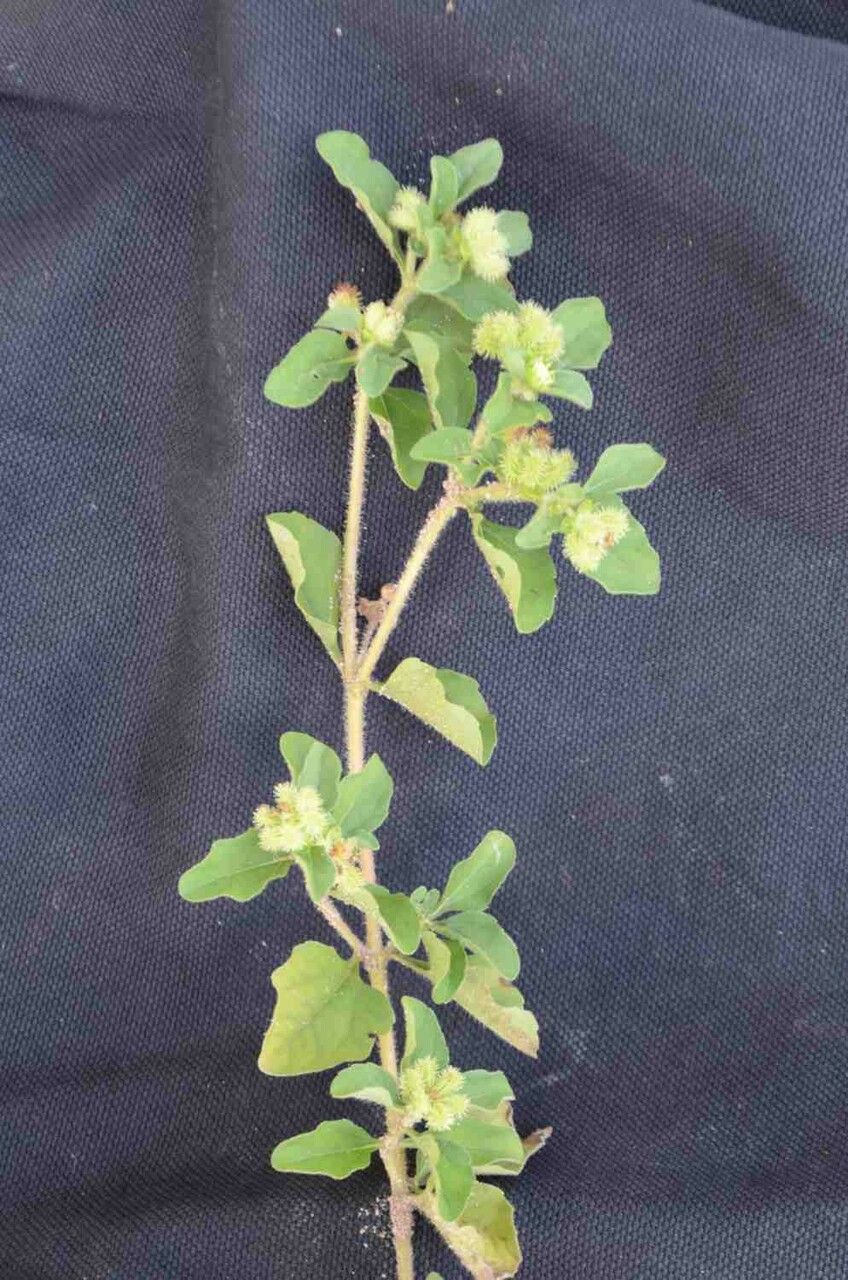 Acanthospermum australe fruit