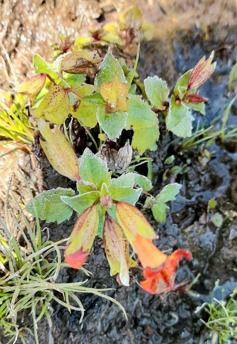 Mimulus cupreus habit