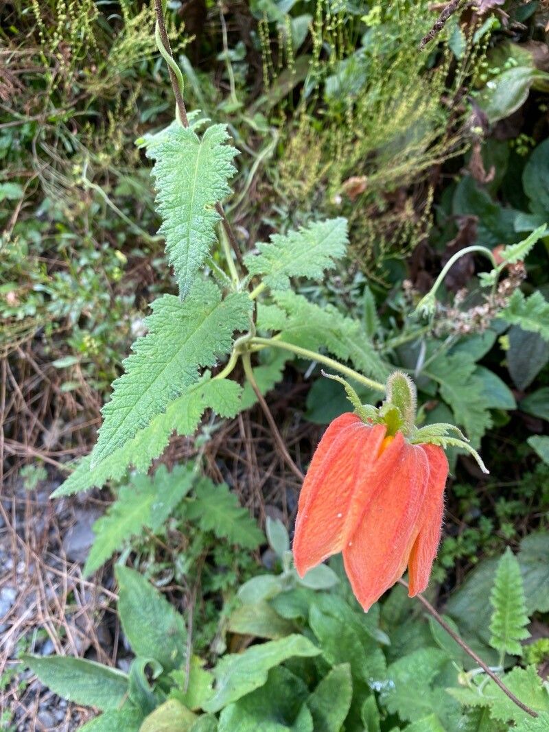 Caiophora pedicularifolia — houseplant care guide