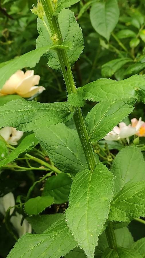 Campanula lactiflora