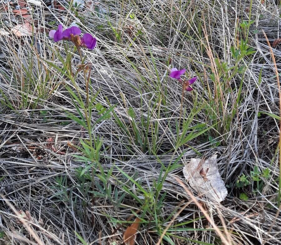 Lathyrus filiformis habit