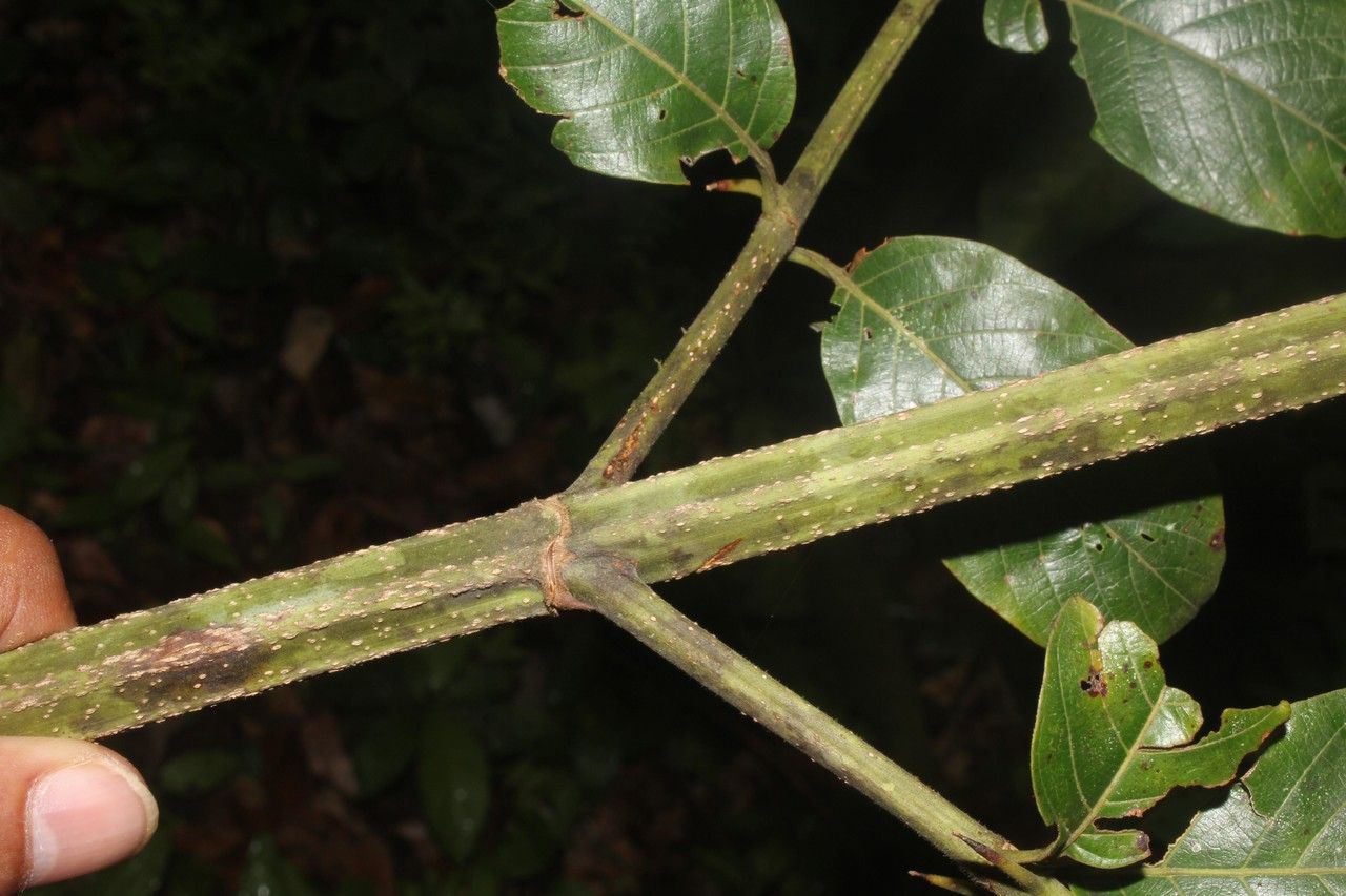 Xylopia sericea bark