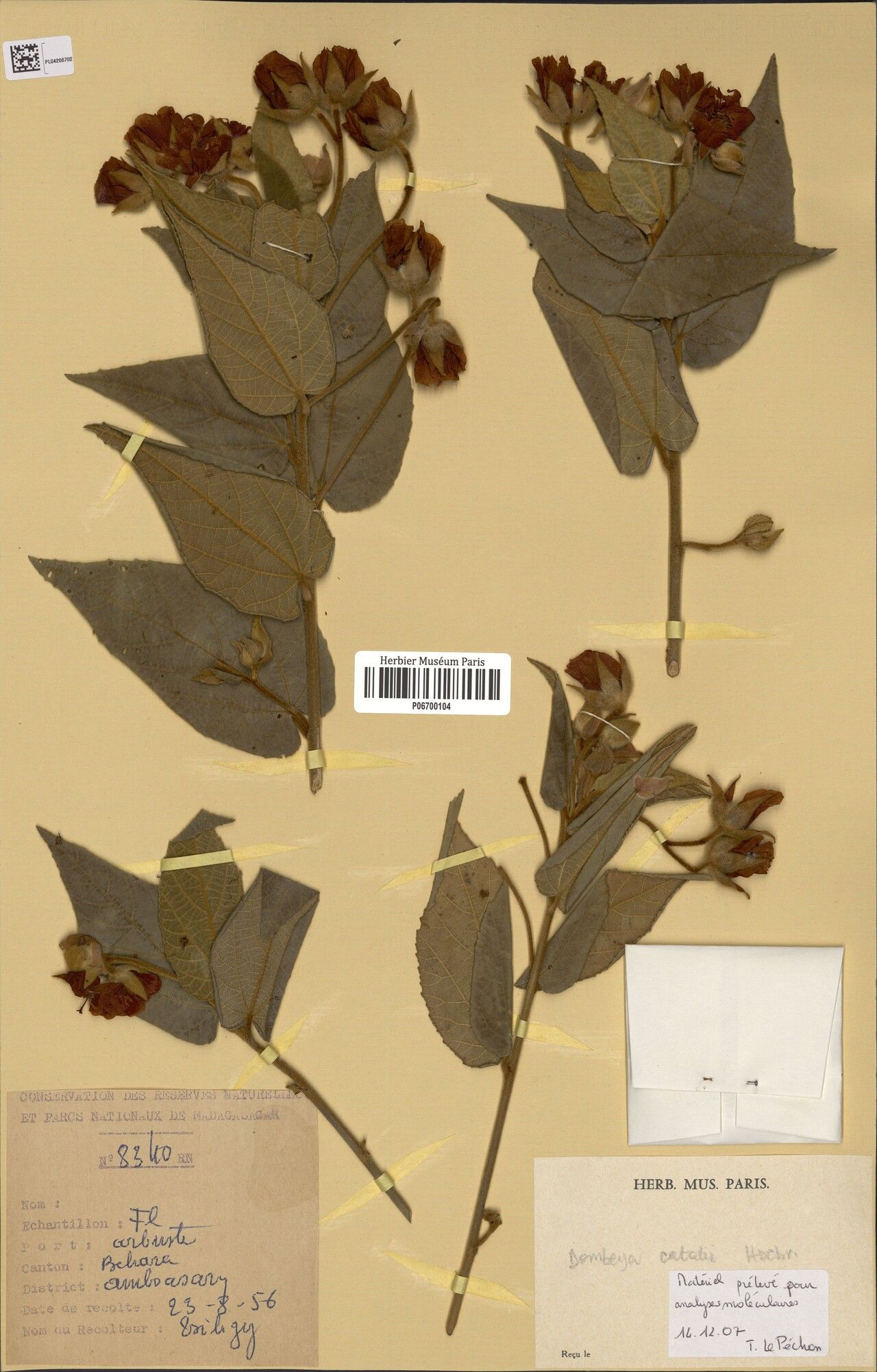 Dombeya catatii — houseplant care guide