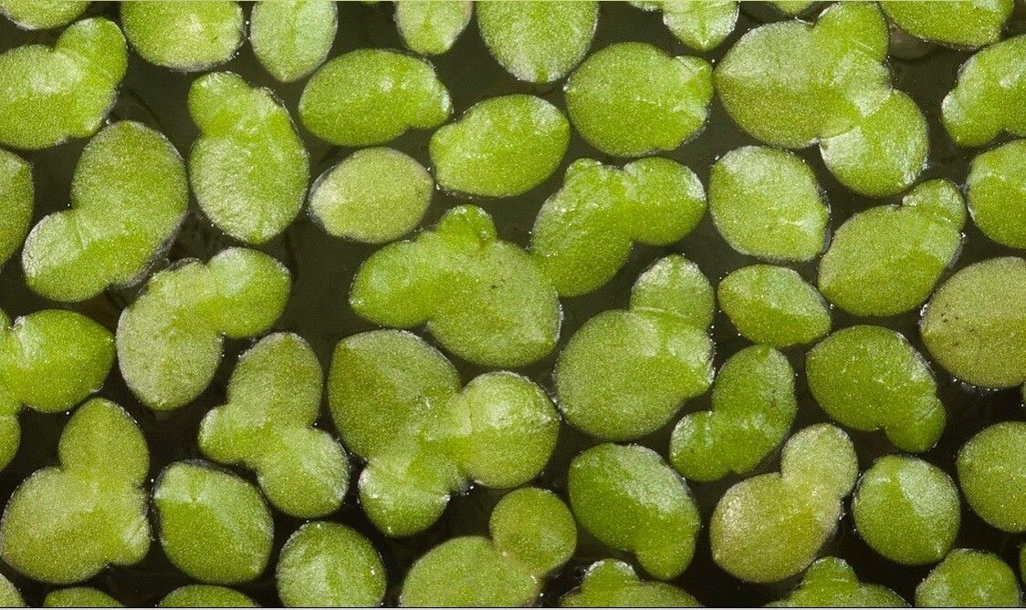 Lemna aequinoctialis