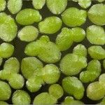 Lemna aequinoctialis