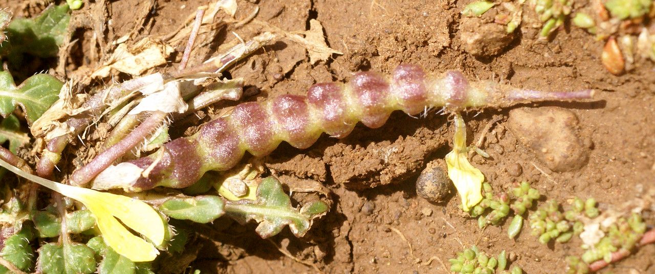 Raffenaldia primuloides fruit
