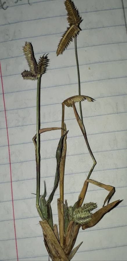 Cyperus hermaphroditus flower