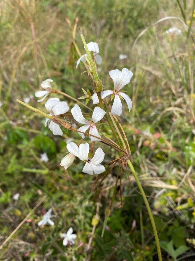 Pelargonium quinquelobatum fruit