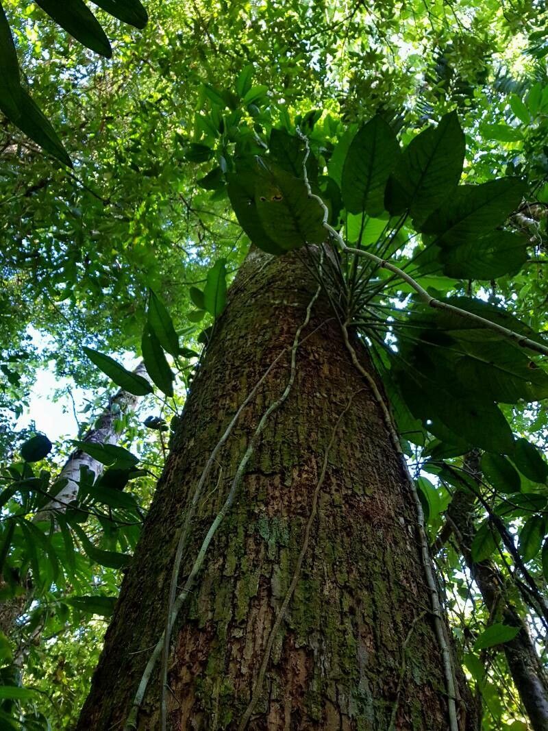 Lecythis mesophylla bark