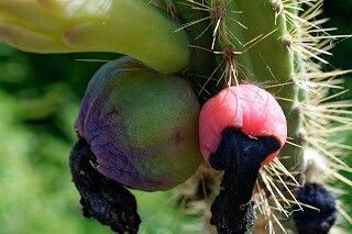 Pilosocereus curtisii fruit