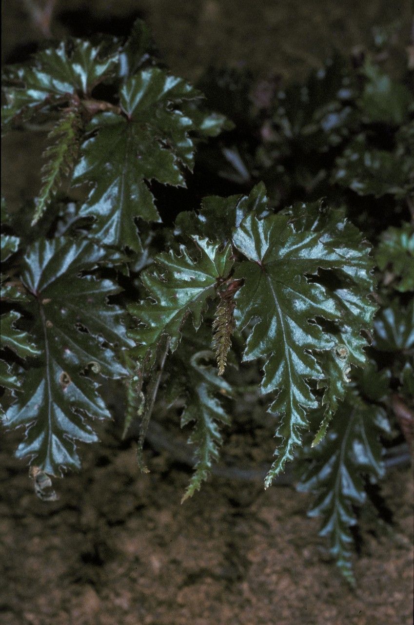 Begonia guaduensis — houseplant care guide