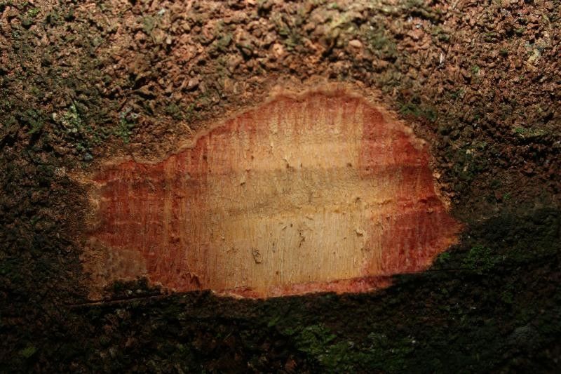 Parkia pendula other