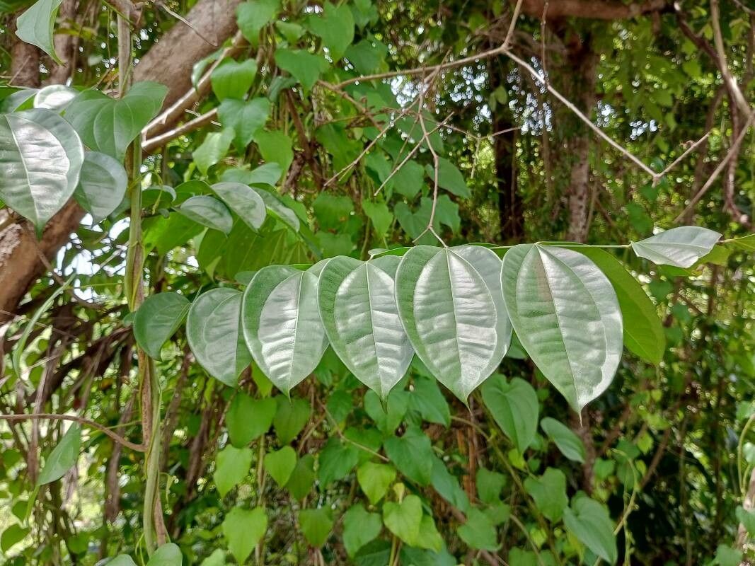 Strychnos wallichiana — houseplant care guide