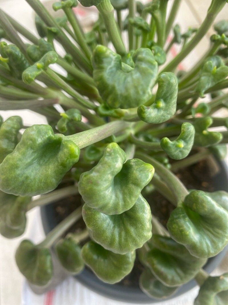 Aralia excelsa — search result for 'Aralia'