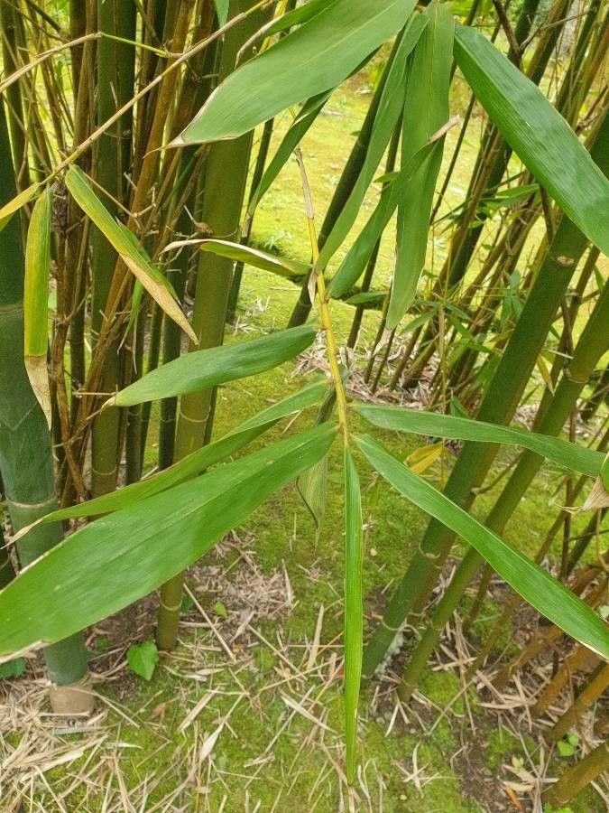 Bambusa oldhamii — search result for 'Bamboo'