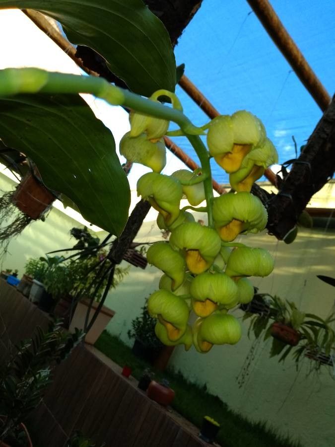 Catasetum luridum flower