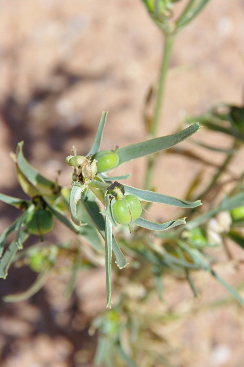 Euphorbia calyptrata fruit