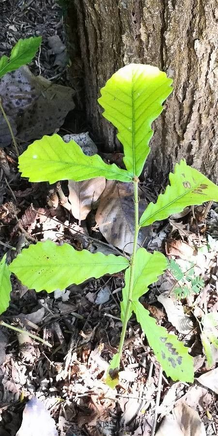 Quercus pachyloma leaf