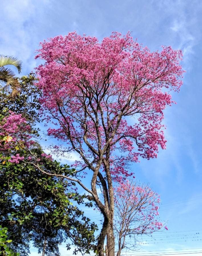 Aniba rosaeodora habit