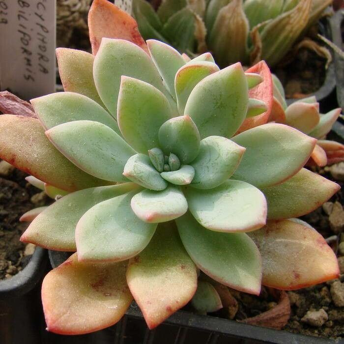Echeveria utcubambensis — houseplant care guide
