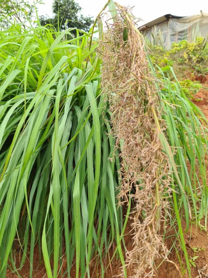 Cymbopogon nardus flower