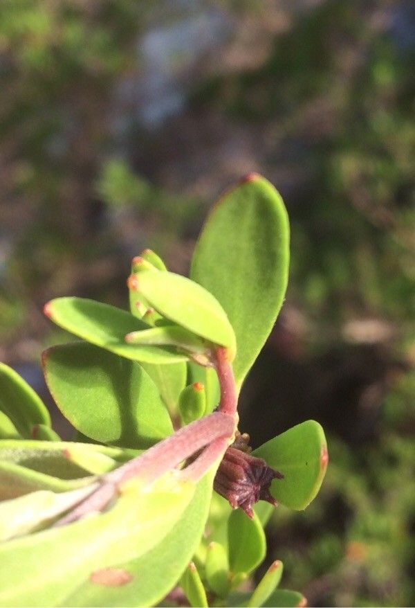 Pemphis acidula — search result for 'Lythraceae'