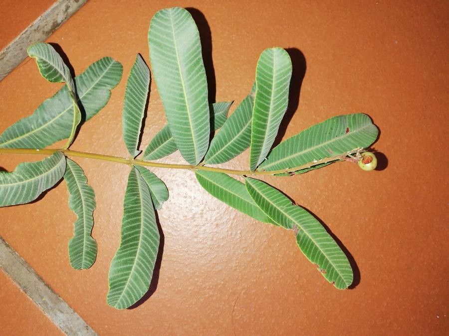 Ozoroa paniculosa — search result for 'Namibia'