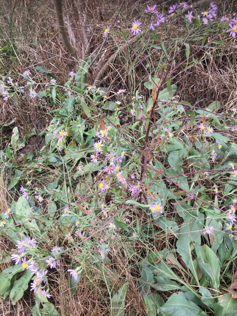 Aster tripolium flower