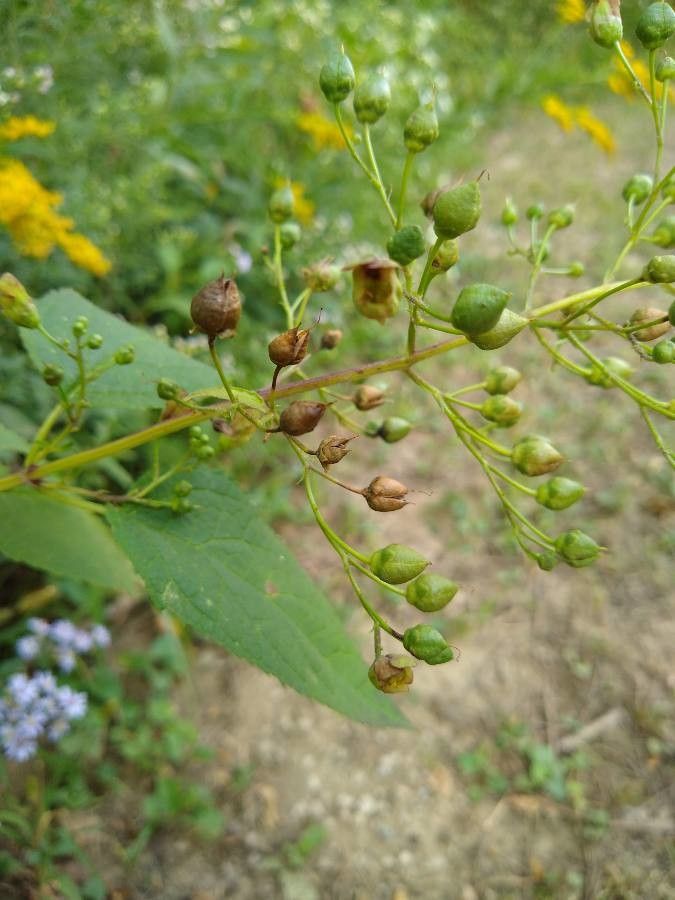 Scrophularia marilandica fruit