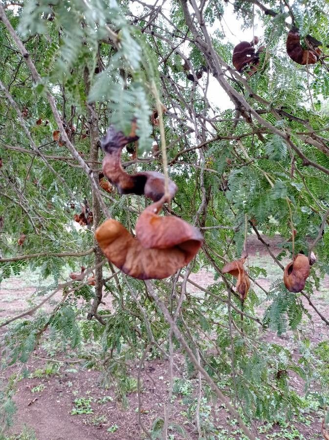 Faidherbia albida fruit