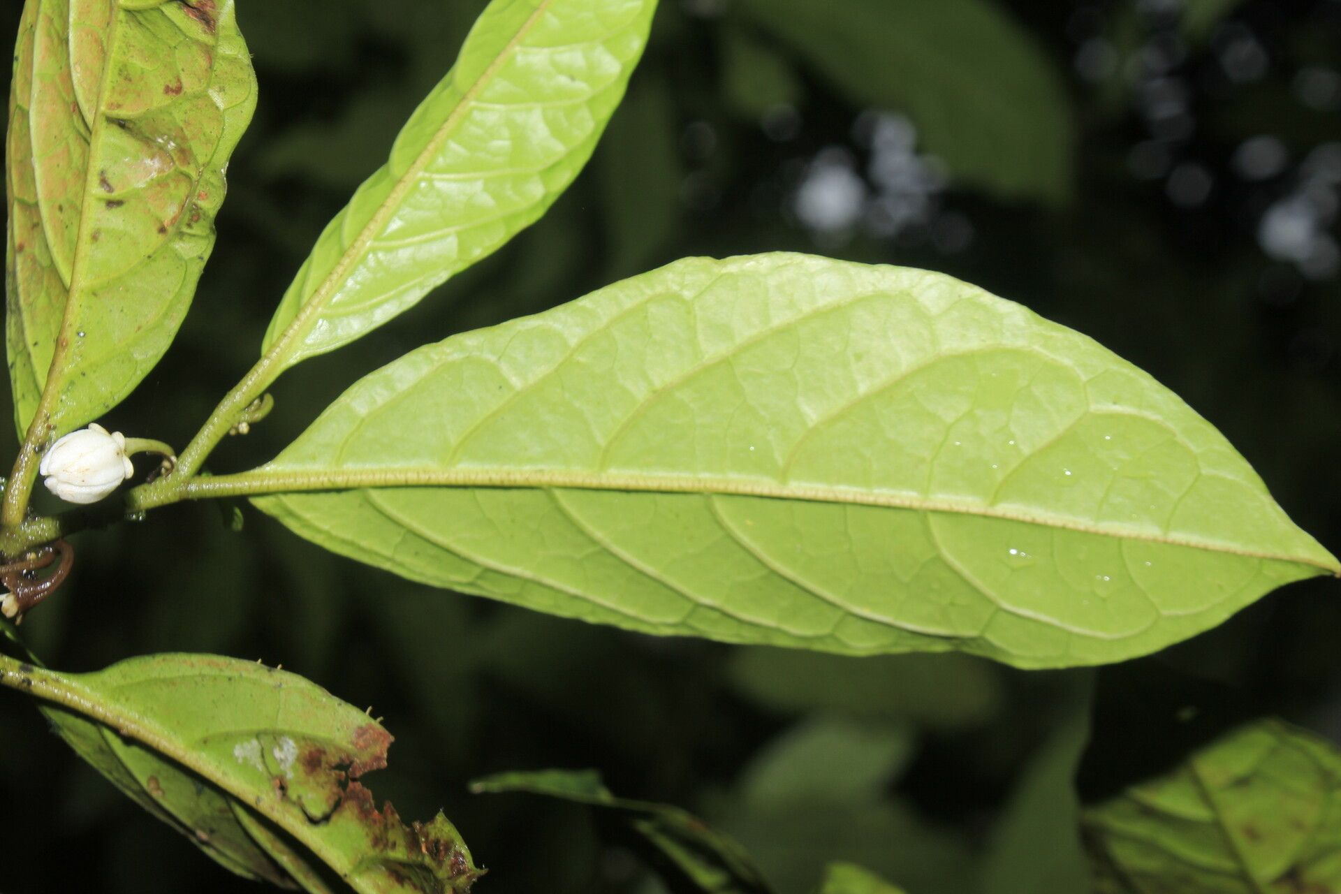 Solanum deflexiflorum leaf